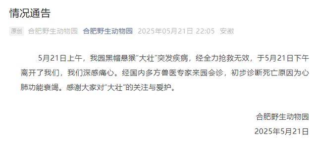 皇冠登3管理出租
_网红猴“大壮”突然离世皇冠登3管理出租
！曾因方脸“丑”出圈