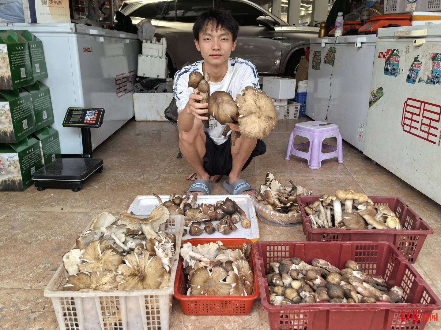 皇冠信用网代理注册
_“天价”鸡枞调查：最贵卖到1800元/公斤！雨水少致产量低皇冠信用网代理注册
，多地价高客少