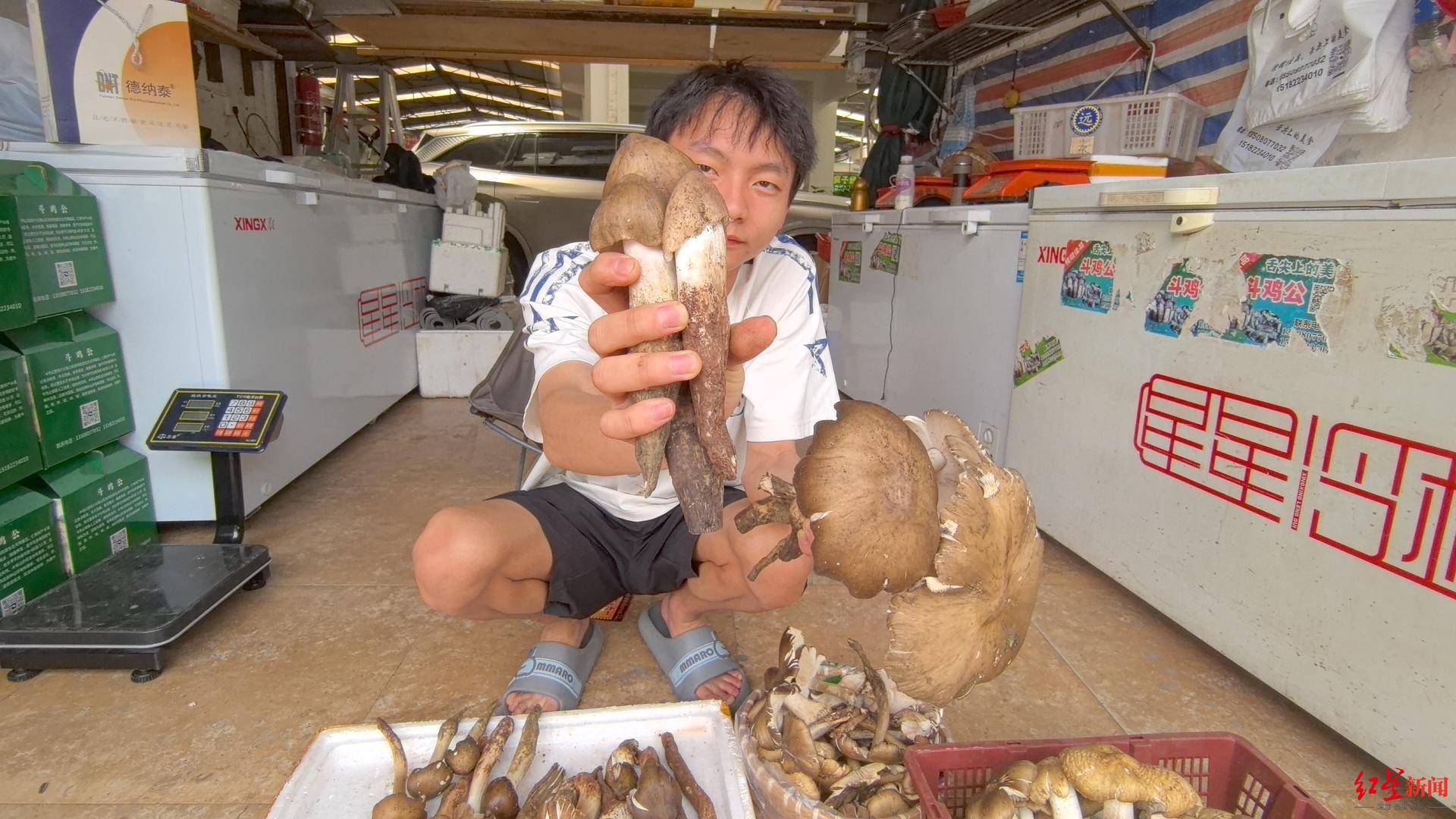 皇冠信用网代理注册
_“天价”鸡枞调查：最贵卖到1800元/公斤！雨水少致产量低皇冠信用网代理注册
，多地价高客少