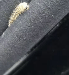 皇冠会员如何申请
_汽车被虫子啃得都是窟窿皇冠会员如何申请
，“一边咬一边往里钻”！很多人中招