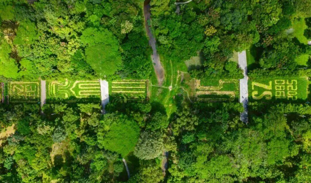 皇冠信用盘会员账号
_深圳市中心竟有一大片“红薯地”皇冠信用盘会员账号
！官方紧急提醒：请勿私挖