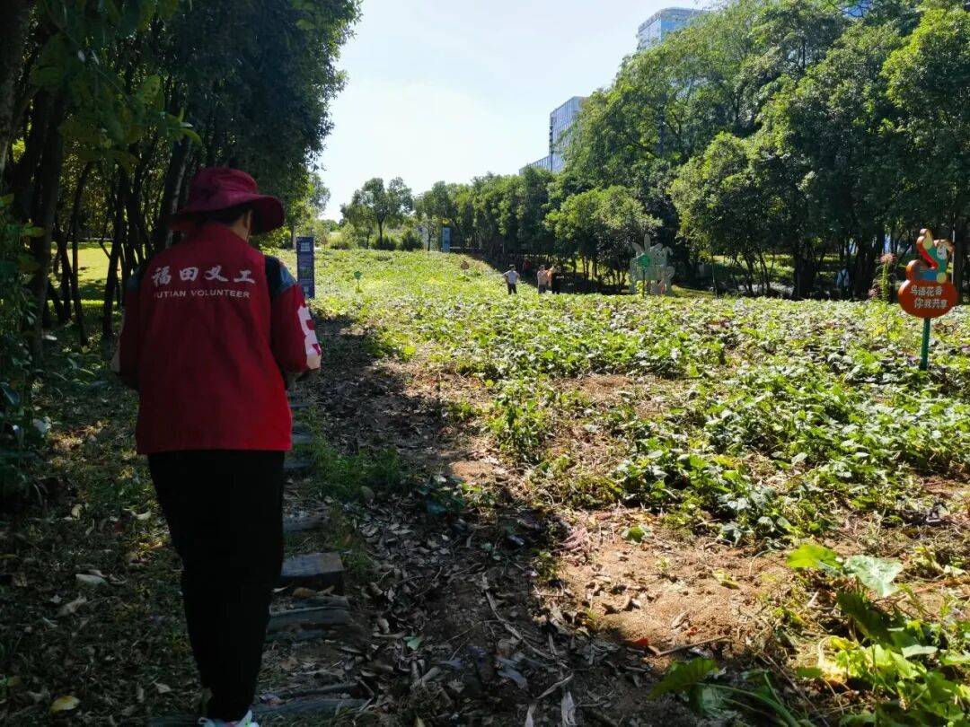 皇冠信用盘会员账号
_深圳市中心竟有一大片“红薯地”皇冠信用盘会员账号
！官方紧急提醒：请勿私挖