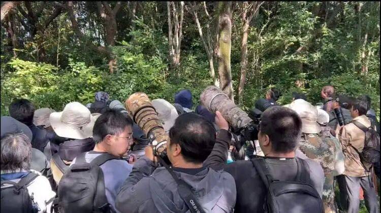 如何代理皇冠信用盘
_百年罕见！首次在上海被目击如何代理皇冠信用盘
，有人专门从北京“打飞的”赶来